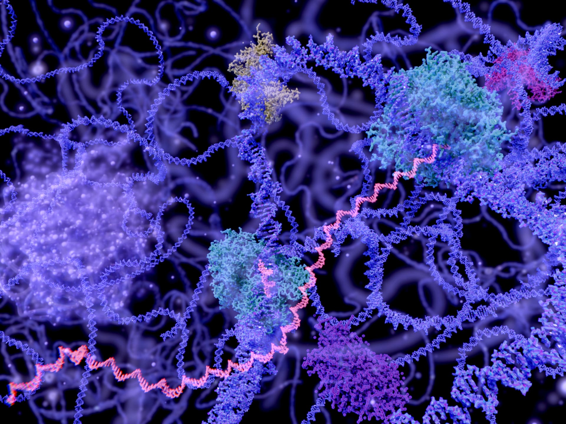 Una foto del genoma di una cellula contenuto all'interno del suo nucleo
