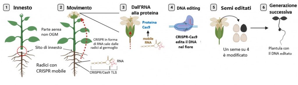 Editing genomico con grafting e CRISPR mobile in pianta