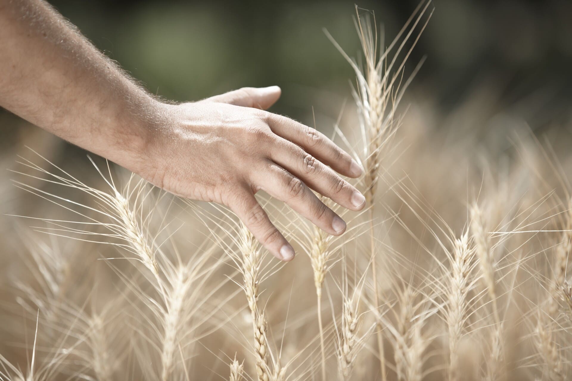Una mano che accarezza le spighe di grano