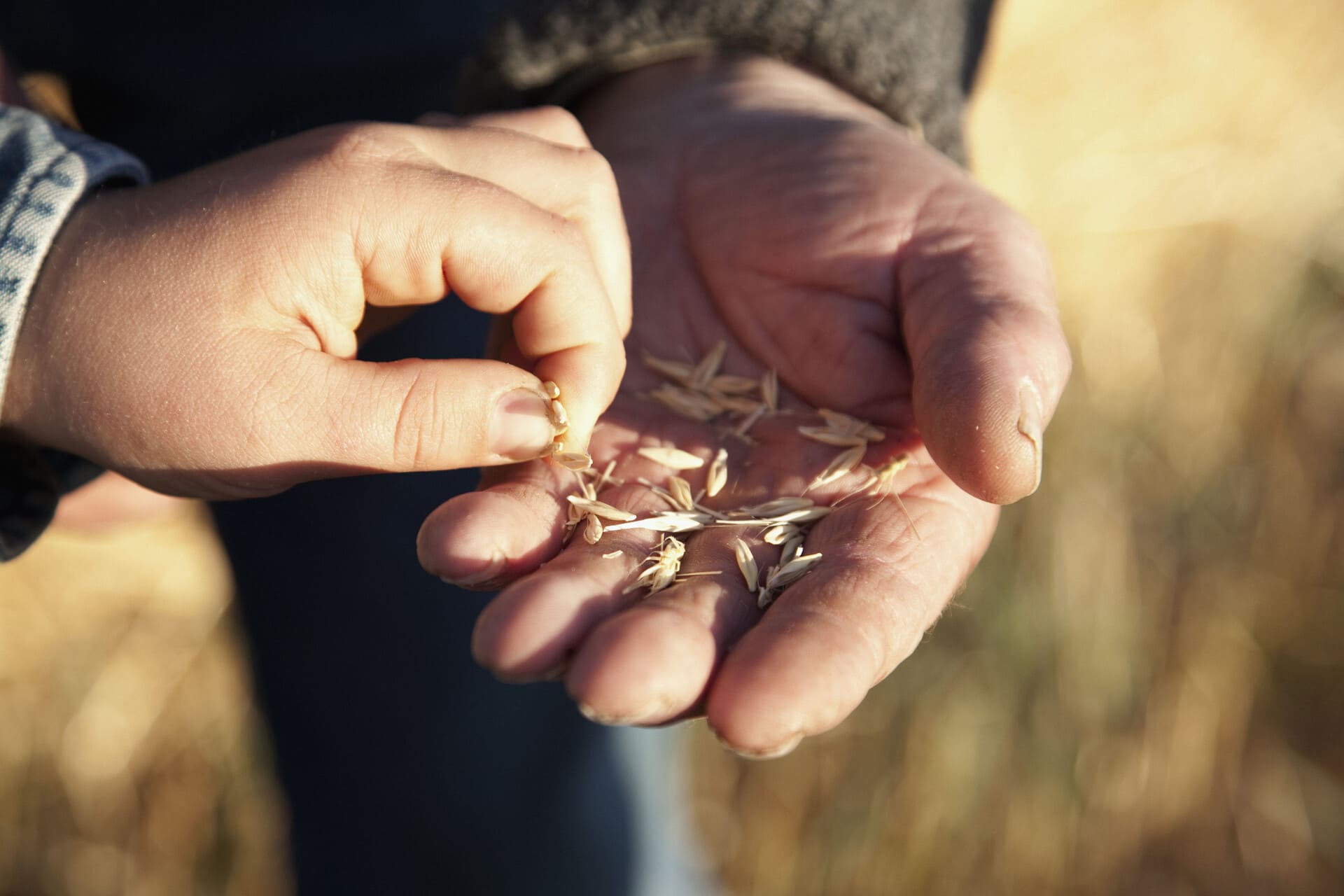 La mano di un bambino raccoglie semi di grano dalla mano di un anziano
