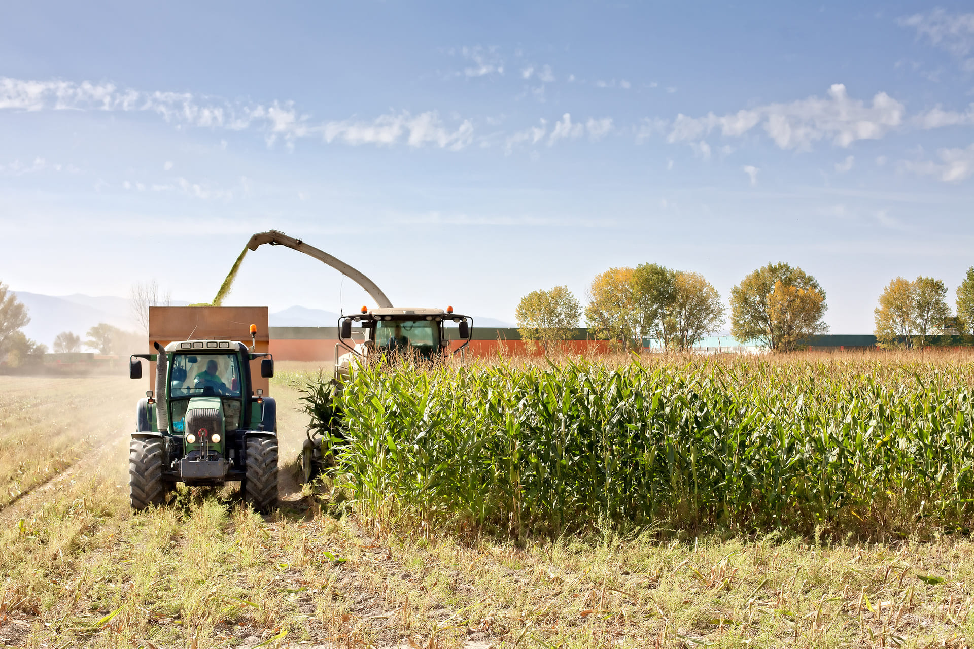 Un trattore al lavoro in un campo di mais