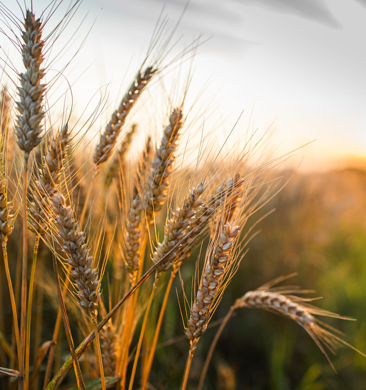 Spighe di grano al tramonto