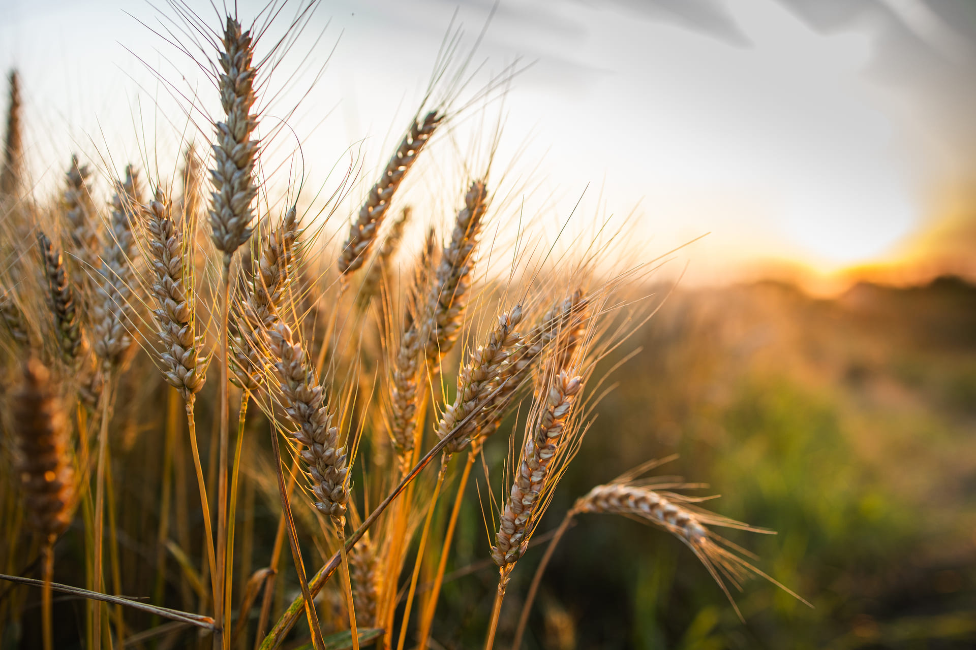 Spighe di grano al tramonto